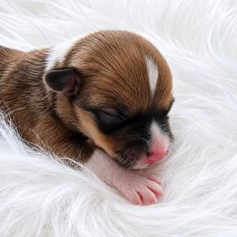 Purple Girl - Sable female Pembroke Welsh Corgi puppy in Port St. Lucie, Florida from AW Corgis