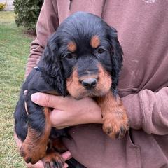 Orange - Black and tan male Gordon Setter puppy in Gordonville, Pennsylvania from Blue Ribbon Setters
