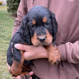 Orange - Black and tan male Gordon Setter puppy in Gordonville, Pennsylvania from Blue Ribbon Setters