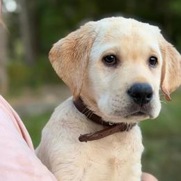 Finch - Yellow male Labrador Retriever puppy in Archer Lodge, North Carolina from Archer Lodge Labradors