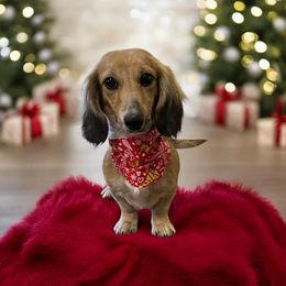 Gigi - Dachshund