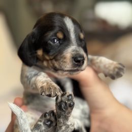 Oliver - Black and tan male Dachshund puppy in North Branch, Michigan from Monarch Miniature Dachshunds