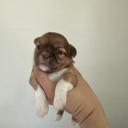Victoria - Liver and white female Shih Tzu puppy in Walkertown, North Carolina from Lil’ Bit’s Shih Tzu