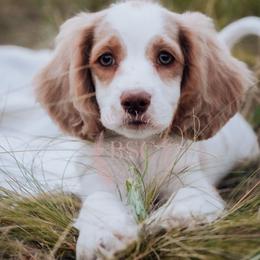 Nellie - Buff and white female Cockapoo puppy in Missoula, Montana from Big Sky Cockapoos