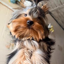 Penelope - Black and gold female Yorkshire Terrier puppy in Daggett, Michigan from Hetzel’s Enchanted Yorkies (Michigan)