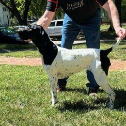 Jo - German Shorthaired Pointer