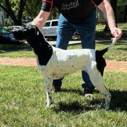 Jo - German Shorthaired Pointer