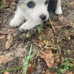 American Corgi and Pembroke Welsh Corgi Puppies from Swell Corgis