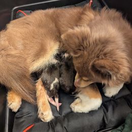 Pomsky Puppies from Tony Hwang