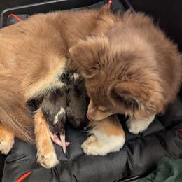 Pomsky Puppies from Tony Hwang
