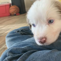 Starburst (Red Merle with Tail) - Red merle male Miniature Australian Shepherd puppy in Douglas, Arizona from Starry-Eyed Mini Aussies with Tails