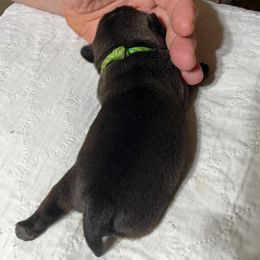 Green - Pug puppy from Kismet Kennels, Exclusively Pugs