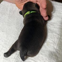 Green - Pug puppy from Kismet Kennels, Exclusively Pugs