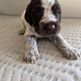 Boy 2 - Brown and gray male Wirehaired Pointing Griffon puppy in Jerome, Idaho from Double R Griffons