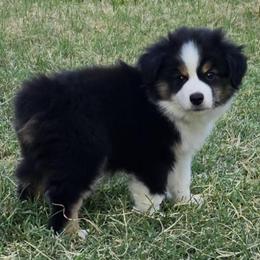 Rex - Black tri male Miniature Australian Shepherd puppy in Fort Worth, Texas from Angela's Miniature Australian Shepherds
