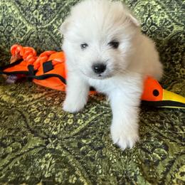Zuki - White male American Eskimo Dog puppy in Redlands, California from Arctic Storm Kennels
