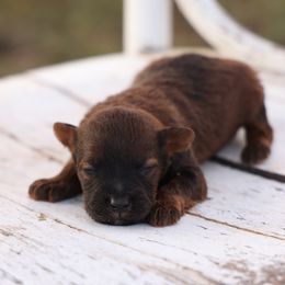 Joey - Red male Whoodle puppy in West Bend, Iowa from Blue Skies Terriers