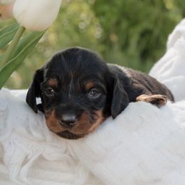 Dachshunds from McQueen farms