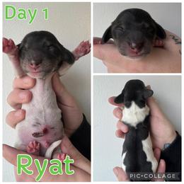 Ryat - Piebald male Dachshund puppy in Michigan from M.H.P Dachshunds