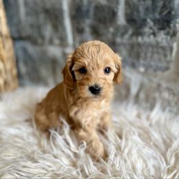 Oscar - Apricot male Cavapoo puppy in Natural Bridge, Virginia from Padgetts Hill Puppies