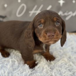 AKC Cain - Chocolate and tan male Dachshund puppy in Colbert, Oklahoma from Brooke Crenshaw