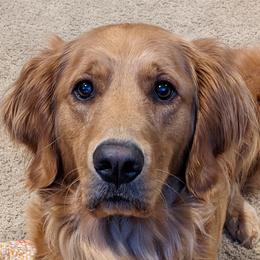 Sola Mae - Golden Retriever