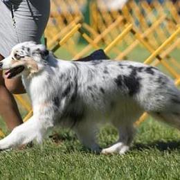 DUSTY - Australian Shepherd