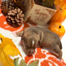 Bates - Chocolate and tan male Chihuahua puppy in Seneca, Missouri from Stephanie’s Puppy Colony