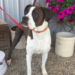 Anatolian Shepherd Dogs and Boxers from Country View Meadows Kennel
