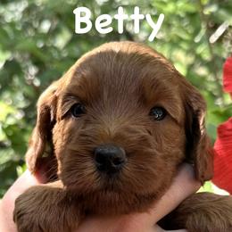 Betty - Caramel red female Australian Labradoodle puppy in Riverside, California from Sycamore Canyon Labradoodle