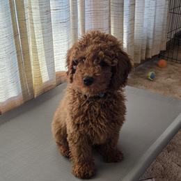 Goldendoodles from Ironstone Goldendoodles