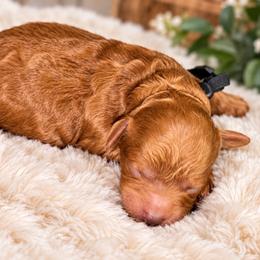 Honey - Apricot female Poodle puppy in Atlanta, Georgia from ATLANTA POODLE BREEDER (AKC)