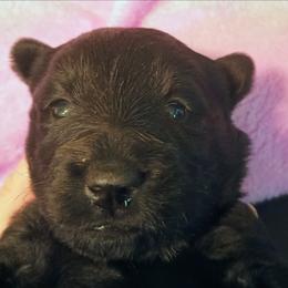 Blk Female 1 - Black female Scottish Terrier puppy in Smiths Grove, Kentucky from Moore's We Little Farm AKC Scotties