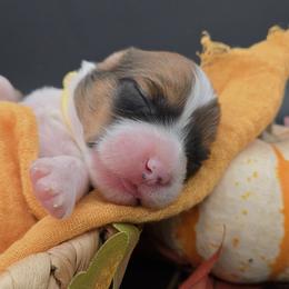 Penny(Galadriel) - Red female Pembroke Welsh Corgi puppy in Dickeyville, Wisconsin from J&R Shepherds & Corgis