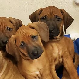 Rhodesian Ridgebacks from Alysium Ridgebacks