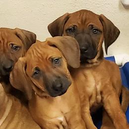 Rhodesian Ridgebacks from Alysium Ridgebacks