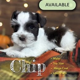 Chip - Parti male Miniature Schnauzer puppy in Pendleton, South Carolina from Lap Happy Schnauzers