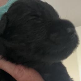 Black Russian Terrier puppies from Russias Royalty/Goldhaven Kennel