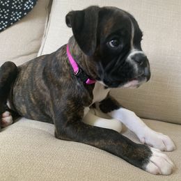 Boxer Puppies from Von Royal Dell'Infinite Bellissimo Deutscher