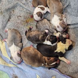 Boy 3 - Red male Boston Terrier puppy in Sulphur Springs, Texas from B&B Bostons