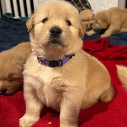 Sugarplum - Golden female Golden Retriever puppy in Indiana County, Pennsylvania from Liberty's Legacy Goldens