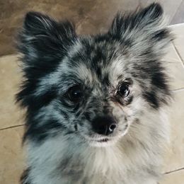 Cher - Pomeranian