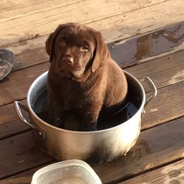 Labrador Retrievers from Poppyfield Labradors