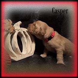 Casper - Dark golden male Golden Retriever puppy in Anson, Texas from Diamond Bar N Ranch