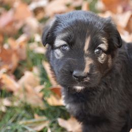 Shiloh Shepherd Puppies from Echo Shilohs