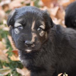Shiloh Shepherd Puppies from Echo Shilohs