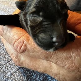 Girl 3 - Black female Scottish Terrier puppy in Asheboro, North Carolina from Gail's Scottish Terriers