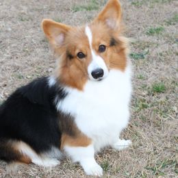 Judy - Pembroke Welsh Corgi