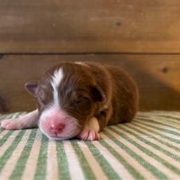 Serrano - Red tri-color male Australian Shepherd puppy in Kearney, Nebraska from Helix Aussies
