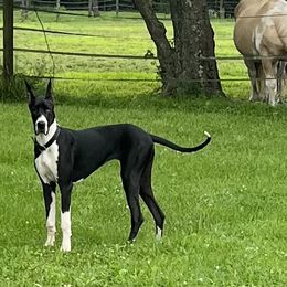 Great Danes from Gresko Danes
